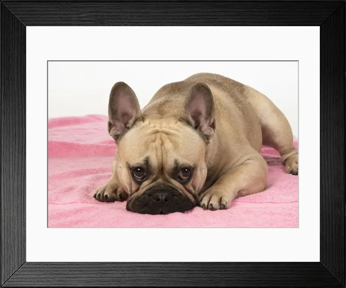 Framed Print : 13131375. DOG. French bulldog, lying down, on pink towel, studio, Date Framed Print : 13131375. DOG. French bulldog, lying down, on pink towel, studio, Date
