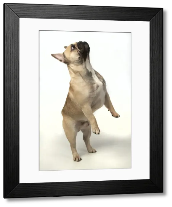 Framed Print : 13131376. DOG. French bulldog, standing up on back legs, studio, white background Date Framed Print : 13131376. DOG. French bulldog, standing up on back legs, studio, white background Date