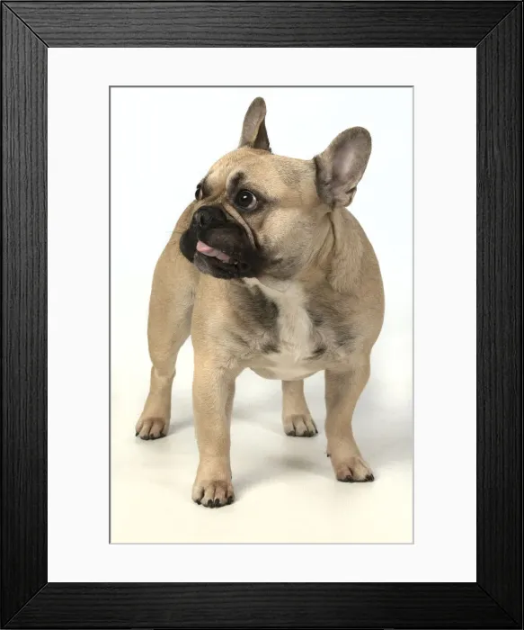 Framed Print : 13131378. DOG. French bulldog, standing, studio, white background Date Framed Print : 13131378. DOG. French bulldog, standing, studio, white background Date