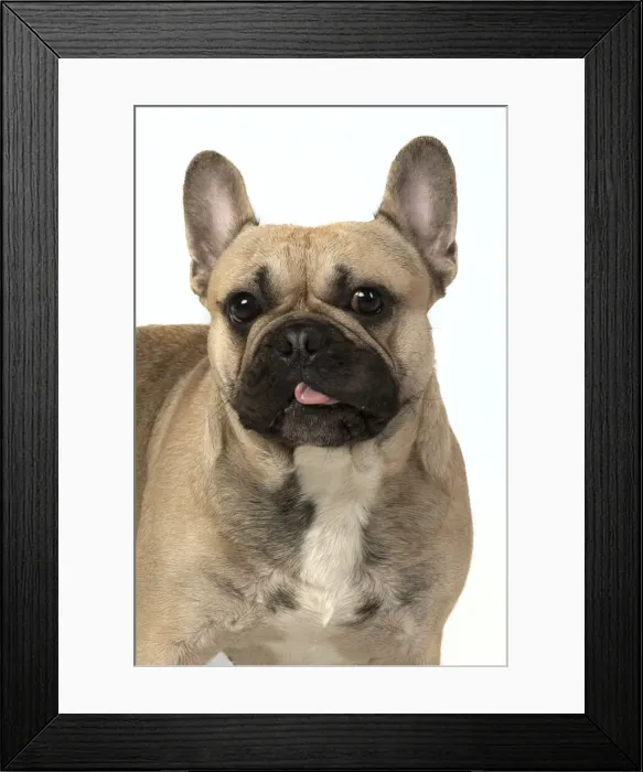 Framed Print : 13131379. French Bulldog in the Studio Date Framed Print : 13131379. French Bulldog in the Studio Date
