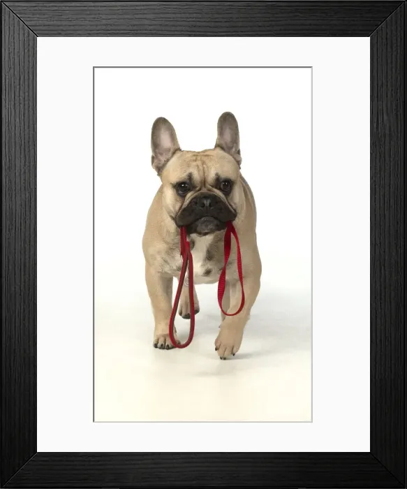 Framed Print : 13131380. French Bulldog in the Studio Date Framed Print : 13131380. French Bulldog in the Studio Date