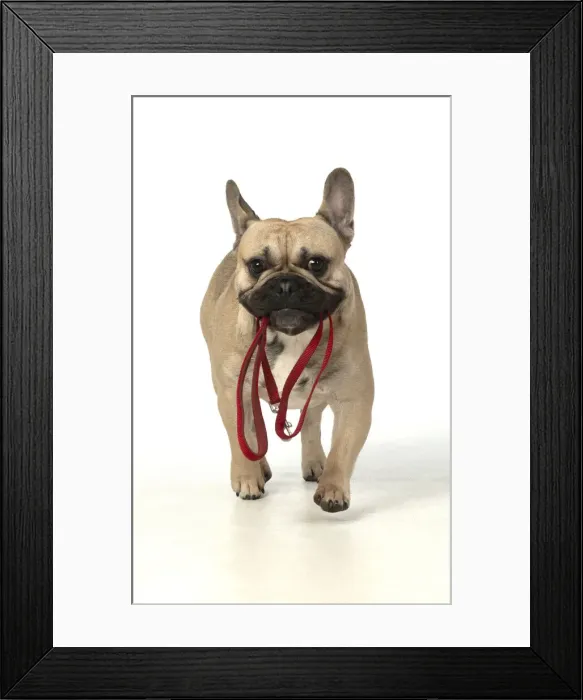 Framed Print : 13131381. DOG. French bulldog, running to camera with lead in its mouth Framed Print : 13131381. DOG. French bulldog, running to camera with lead in its mouth