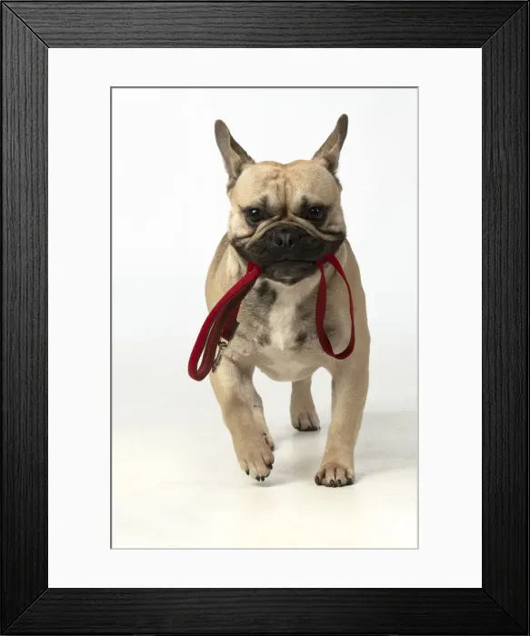Framed Print : 13131382. DOG. French bulldog, running to camera with lead in its mouth Framed Print : 13131382. DOG. French bulldog, running to camera with lead in its mouth