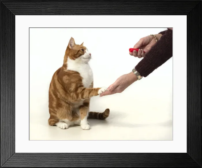 Framed Print : 13131383. CAT. ginger and white, clicker training Framed Print : 13131383. CAT. ginger and white, clicker training