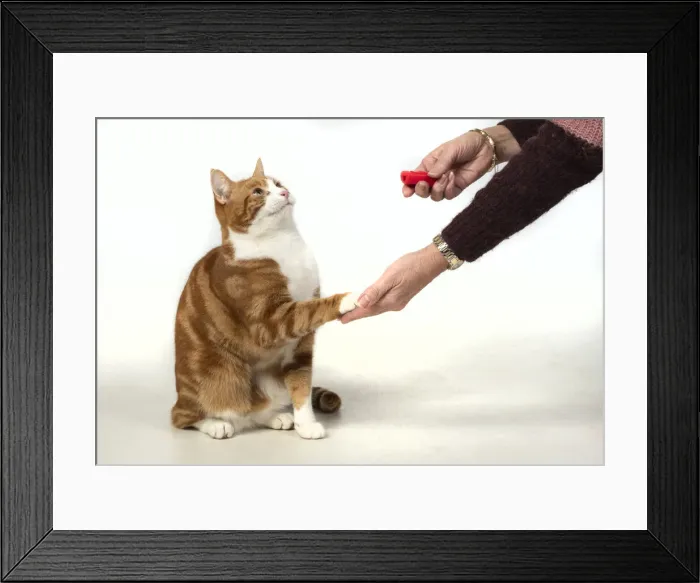 Framed Print : 13131384. CAT. ginger and white, clicker training Framed Print : 13131384. CAT. ginger and white, clicker training