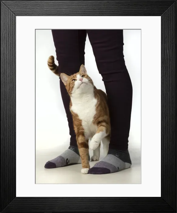 Framed Print : 13131386. CAT. ginger and white, rubbing against a persons leg Framed Print : 13131386. CAT. ginger and white, rubbing against a persons leg