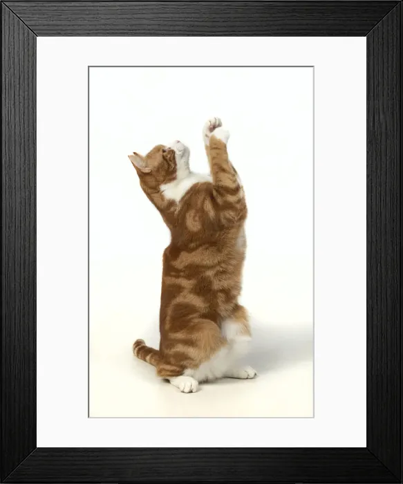 Framed Print : 13131387. CAT. ginger and white, sitting with paws up, studio, white background Date Framed Print : 13131387. CAT. ginger and white, sitting with paws up, studio, white background Date