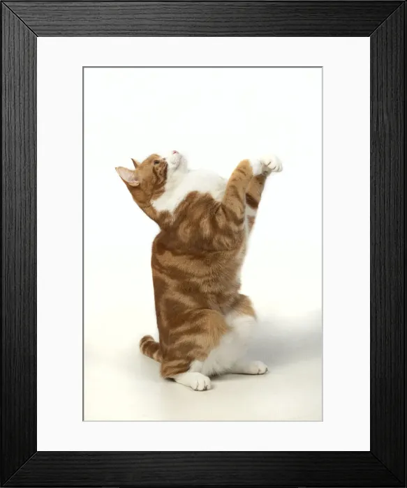 Framed Print : 13131388. CAT. ginger and white, sitting with paws up, studio, white background Date Framed Print : 13131388. CAT. ginger and white, sitting with paws up, studio, white background Date