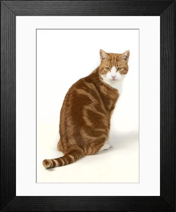 Framed Print : 13131389. CAT. ginger and white, sitting back view, studio, white background Date Framed Print : 13131389. CAT. ginger and white, sitting back view, studio, white background Date