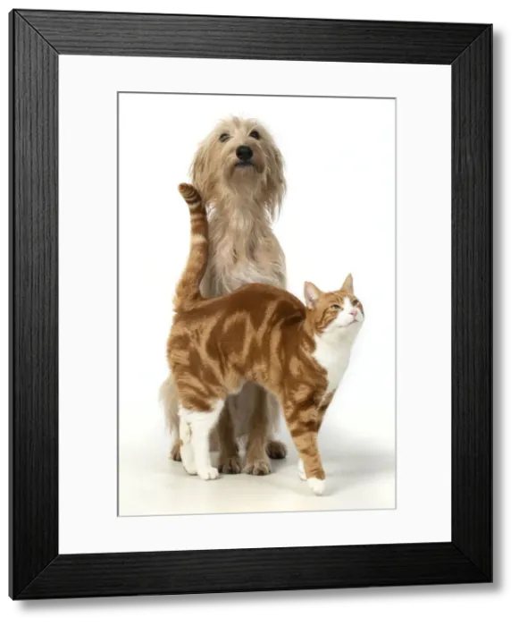 Framed Print : 13131390. CAT and DOG. ginger and white cat rubbing against a dog Framed Print : 13131390. CAT and DOG. ginger and white cat rubbing against a dog