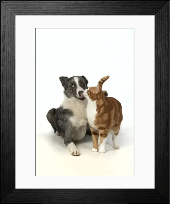 Framed Print : 13131391. CAT and DOG. ginger and white cat rubbing against a Collie X dog Framed Print : 13131391. CAT and DOG. ginger and white cat rubbing against a Collie X dog