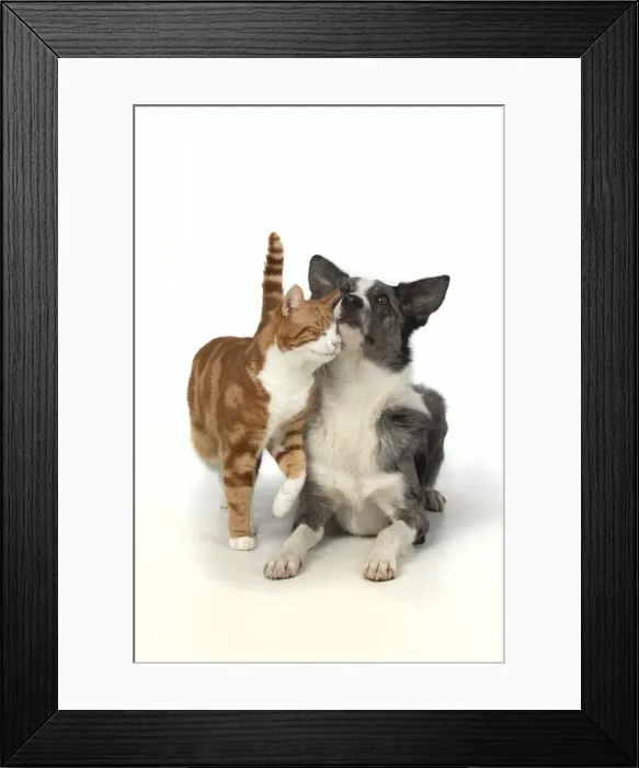 Framed Print : 13131392. CAT and DOG. ginger and white cat rubbing against a Collie X dog Framed Print : 13131392. CAT and DOG. ginger and white cat rubbing against a Collie X dog