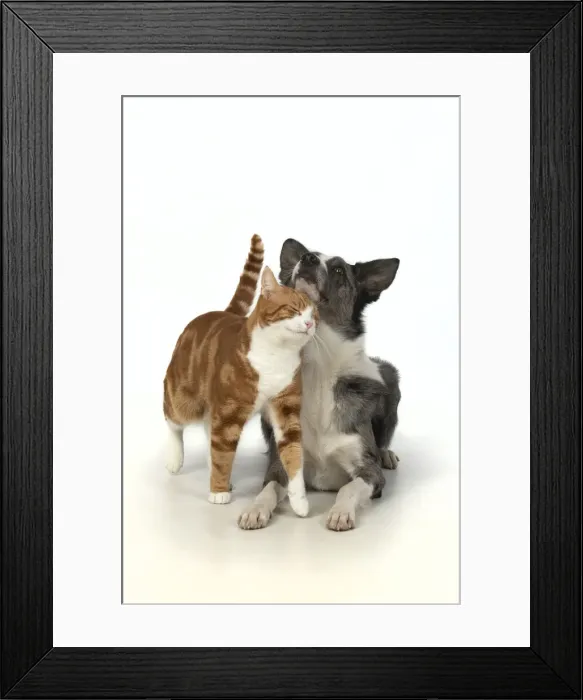 Framed Print : 13131393. CAT and DOG. ginger and white cat rubbing against a Collie X dog Framed Print : 13131393. CAT and DOG. ginger and white cat rubbing against a Collie X dog