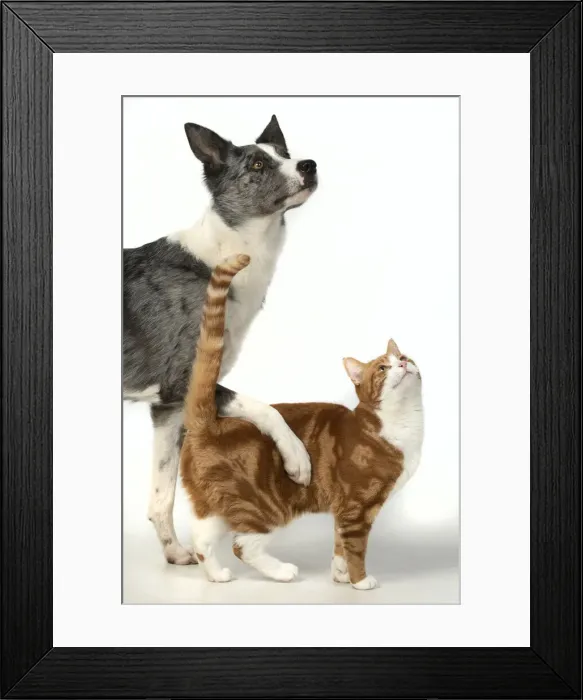 Framed Print : 13131395. CAT and DOG. ginger and white cat standing with Collie X dogs paw over its back Framed Print : 13131395. CAT and DOG. ginger and white cat standing with Collie X dogs paw over its back