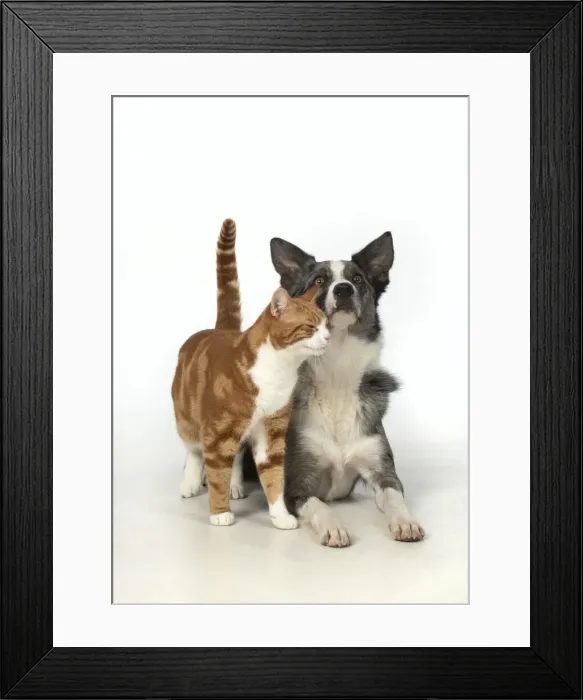 Framed Print : 13131396. CAT and DOG. ginger and white cat rubbing against a Collie X dog Framed Print : 13131396. CAT and DOG. ginger and white cat rubbing against a Collie X dog