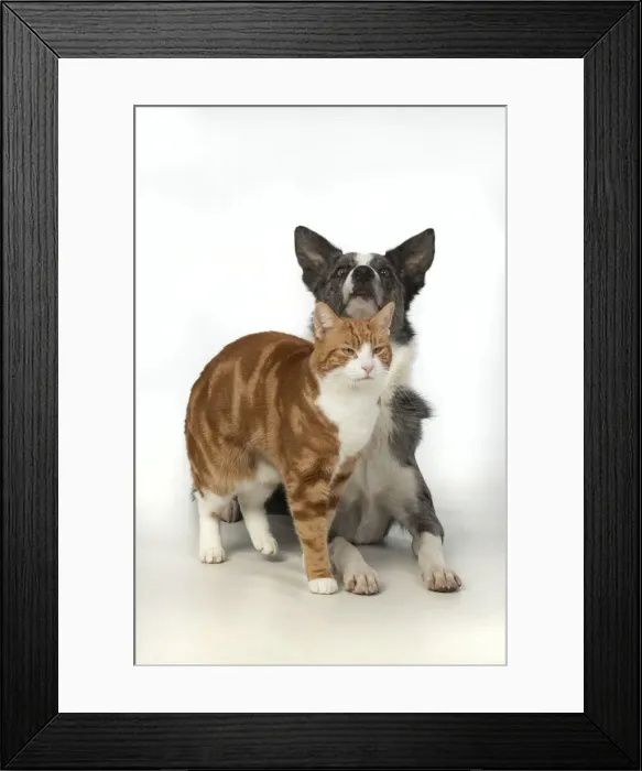 Framed Print : 13131397. CAT and DOG. ginger and white cat rubbing against a Collie X dog Framed Print : 13131397. CAT and DOG. ginger and white cat rubbing against a Collie X dog