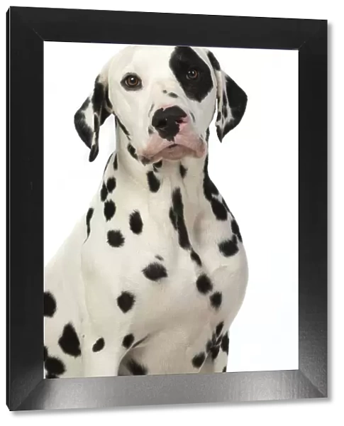 13131398. DOG. Dalmatian sitting, studio, white background Date
