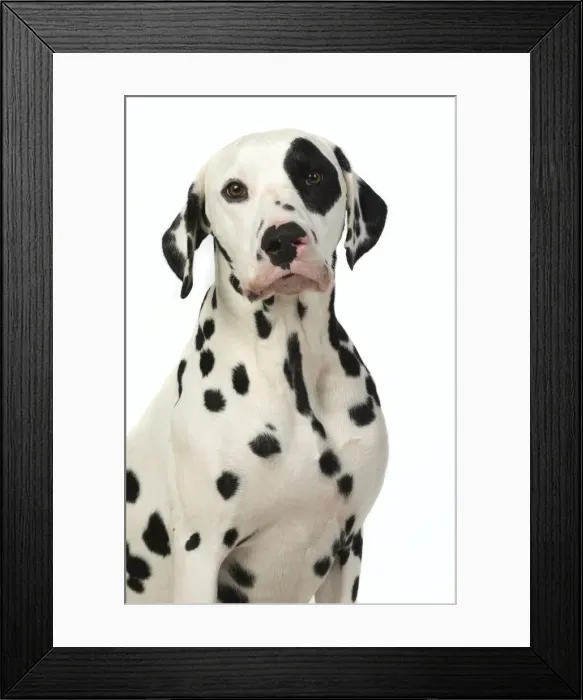 Framed Print : 13131398. DOG. Dalmatian sitting, studio, white background Date Framed Print : 13131398. DOG. Dalmatian sitting, studio, white background Date