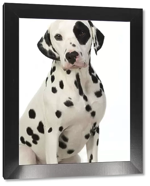 13131399. DOG. Dalmatian sitting, studio, white background Date