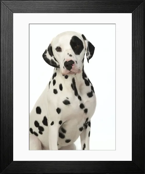 Framed Print : 13131399. DOG. Dalmatian sitting, studio, white background Date Framed Print : 13131399. DOG. Dalmatian sitting, studio, white background Date