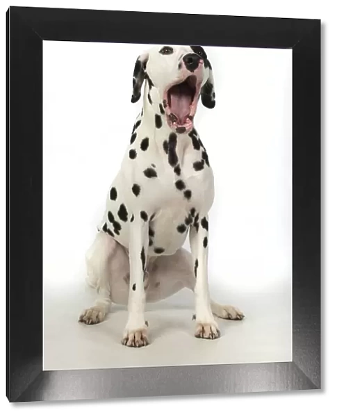 13131400. DOG. Dalmatian sitting, mouth open, studio, white background Date