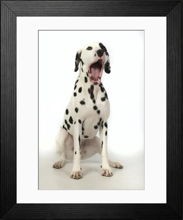 Framed Print : 13131400. DOG. Dalmatian sitting, mouth open, studio, white background Date Framed Print : 13131400. DOG. Dalmatian sitting, mouth open, studio, white background Date