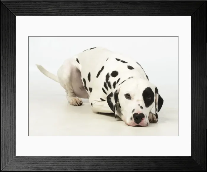 Framed Print : 13131401. DOG. Dalmatian laying, studio, white background Date Framed Print : 13131401. DOG. Dalmatian laying, studio, white background Date