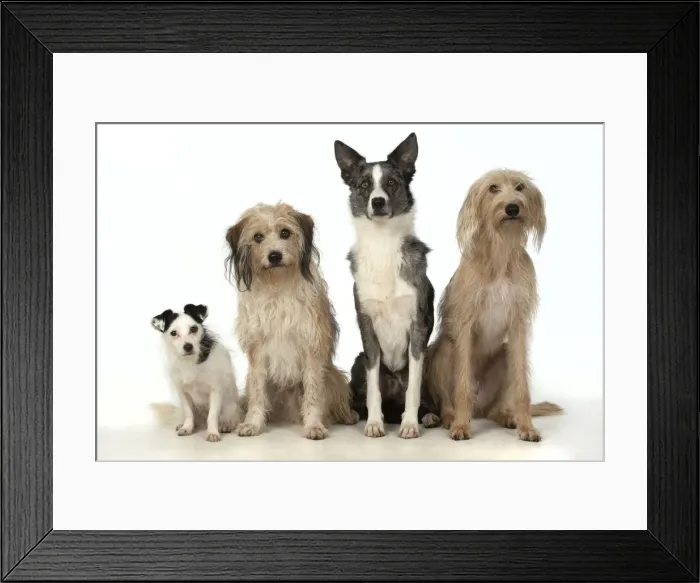 Framed Print : 13131403. DOGS. X4 dogs sitting together cross breeds Date