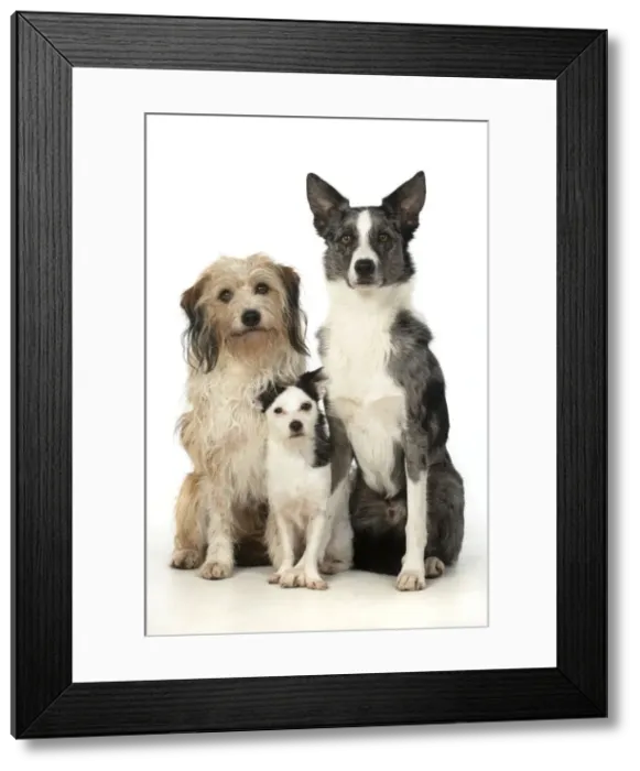 Framed Print : 13131404. Three dogs sitting in the studio, Cross Breed, Border Collie Framed Print : 13131404. Three dogs sitting in the studio, Cross Breed, Border Collie