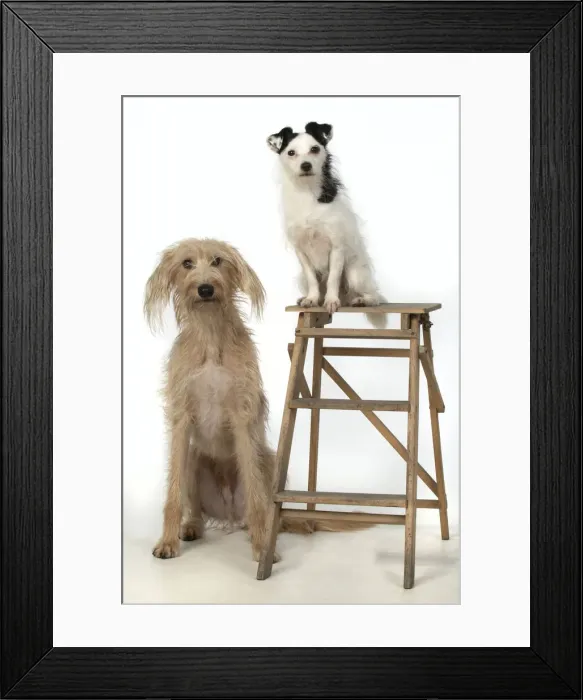 Framed Print : 13131405. Cross Breed dog and Jack Russell Terrier in the studio Date Framed Print : 13131405. Cross Breed dog and Jack Russell Terrier in the studio Date