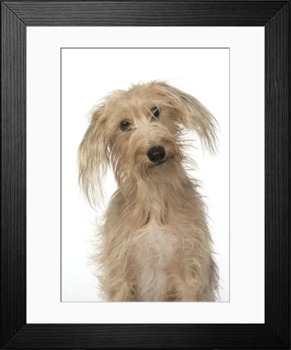 Framed Print : 13131406. DOG. Cross breed, sitting head on one side, studio, white background Date Framed Print : 13131406. DOG. Cross breed, sitting head on one side, studio, white background Date