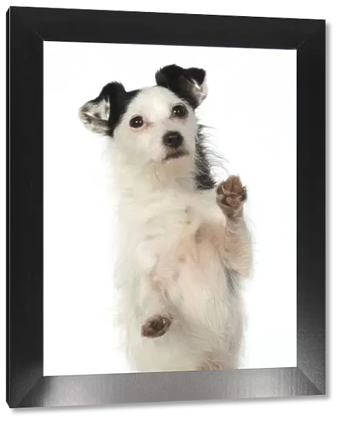 13131407. DOG. Jack Russell X breed sitting with paws up, studio, white background Date