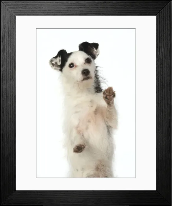 Framed Print : 13131407. DOG. Jack Russell X breed sitting with paws up, studio, white background Date Framed Print : 13131407. DOG. Jack Russell X breed sitting with paws up, studio, white background Date