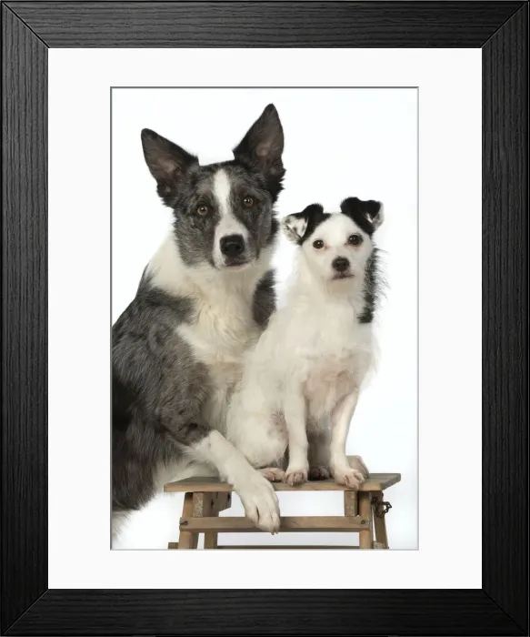 Framed Print : 13131408. DOGS. cross breed Collie with its head on a Jack Russell cross breed Framed Print : 13131408. DOGS. cross breed Collie with its head on a Jack Russell cross breed