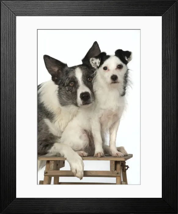 Framed Print : 13131409. DOGS. cross breed Collie with its head on a Jack Russell cross breed Framed Print : 13131409. DOGS. cross breed Collie with its head on a Jack Russell cross breed