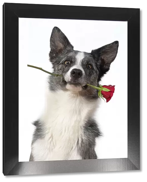 13131410. DOG. Collie X breed, sitting with a red rose in his mouth