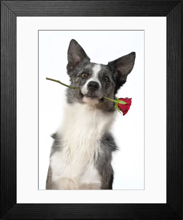 Framed Print : 13131410. DOG. Collie X breed, sitting with a red rose in his mouth Framed Print : 13131410. DOG. Collie X breed, sitting with a red rose in his mouth