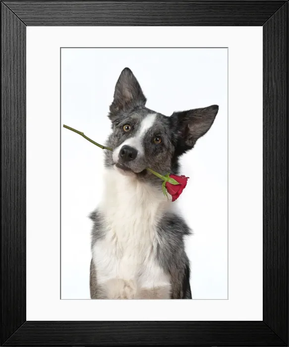 Framed Print : 13131411. DOG. Collie X breed, sitting with a red rose in his mouth Framed Print : 13131411. DOG. Collie X breed, sitting with a red rose in his mouth