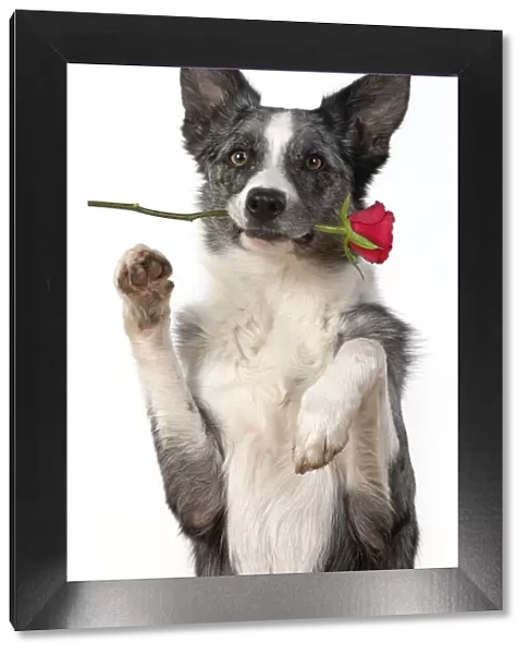 13131412. DOG. Collie X breed, sitting paws up with a red rose in his mouth