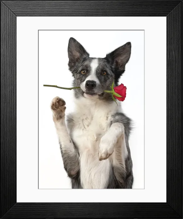 Framed Print : 13131412. DOG. Collie X breed, sitting paws up with a red rose in his mouth Framed Print : 13131412. DOG. Collie X breed, sitting paws up with a red rose in his mouth