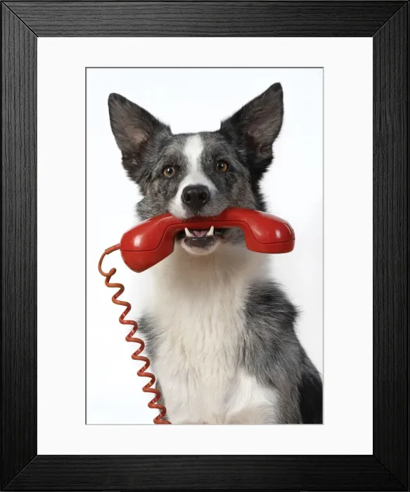 Framed Print : 13131413. DOG. Collie X breed, sitting with a phone in his mouth Framed Print : 13131413. DOG. Collie X breed, sitting with a phone in his mouth