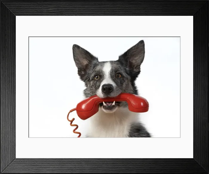 Framed Print : 13131414. DOG. Collie X breed, sitting with a phone in his mouth Framed Print : 13131414. DOG. Collie X breed, sitting with a phone in his mouth