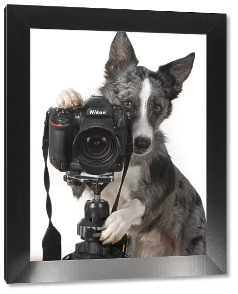 13131415. DOG. Collie X breed, sitting behind a camera