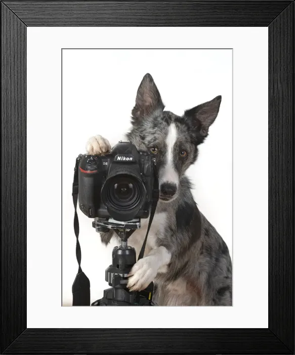 Framed Print : 13131415. DOG. Collie X breed, sitting behind a camera Framed Print : 13131415. DOG. Collie X breed, sitting behind a camera