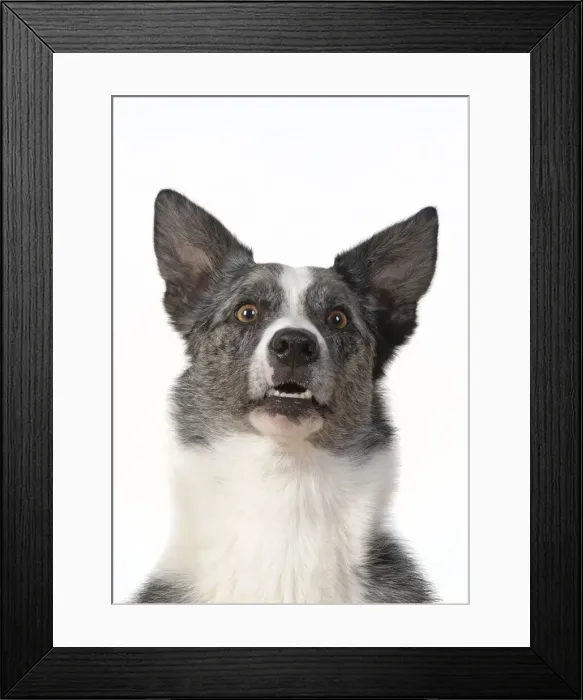 Framed Print : 13131416. DOG. Collie X breed, head and shoulders Framed Print : 13131416. DOG. Collie X breed, head and shoulders