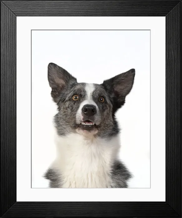 Framed Print : 13131417. DOG. Collie X breed, head and shoulders Framed Print : 13131417. DOG. Collie X breed, head and shoulders