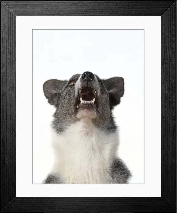 Framed Print : 13131418. DOG. Collie X breed, head and shoulders Framed Print : 13131418. DOG. Collie X breed, head and shoulders