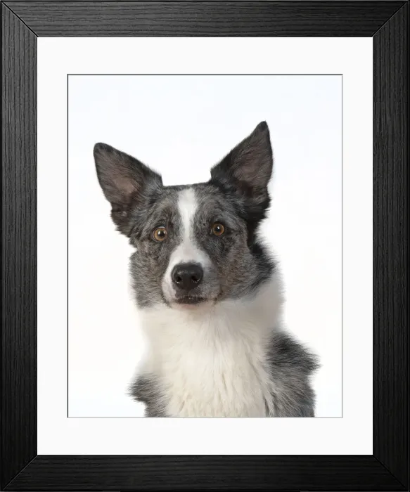 Framed Print : 13131419. DOG. Collie X breed, head and shoulders Framed Print : 13131419. DOG. Collie X breed, head and shoulders