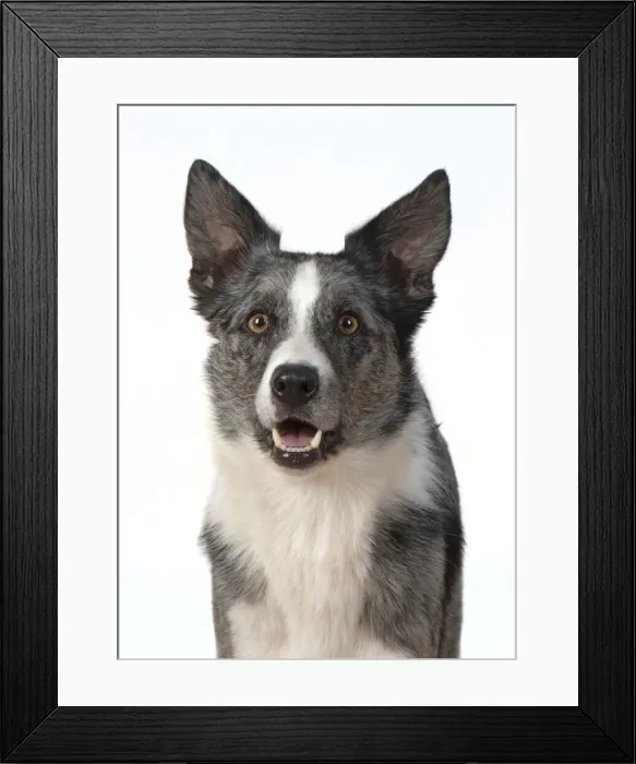 Framed Print : 13131420. DOG. Collie X breed, head and shoulders Framed Print : 13131420. DOG. Collie X breed, head and shoulders