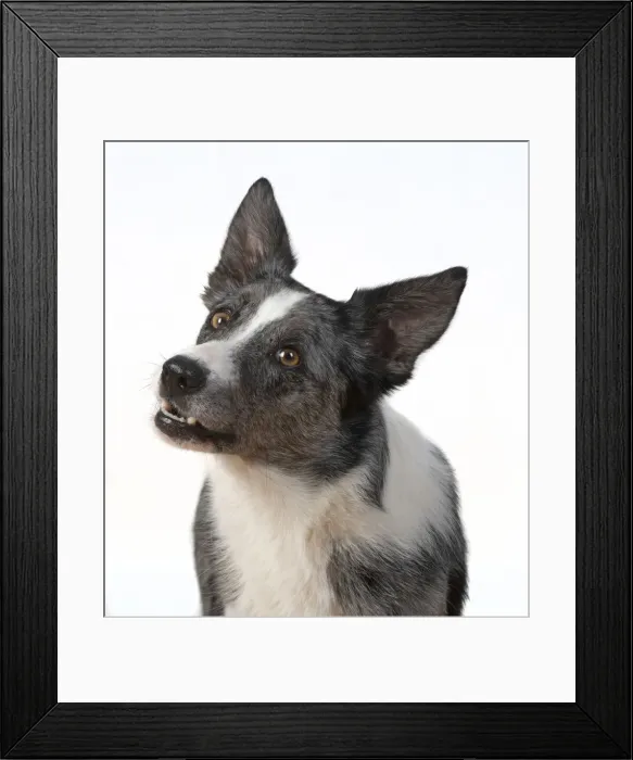 Framed Print : 13131421. DOG. Collie X breed, head and shoulders Framed Print : 13131421. DOG. Collie X breed, head and shoulders